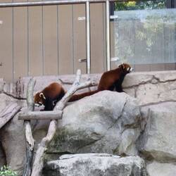 Rote Pandabären