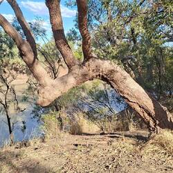 The river is very low and very brown