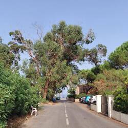Australian gum trees feature in the village. Introduced to soak up swamp water & fight mosquitoes