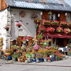 På vej ned til La Chambre - nogen kan ikke få nok af blomster!