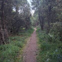 Im Wacholderwald