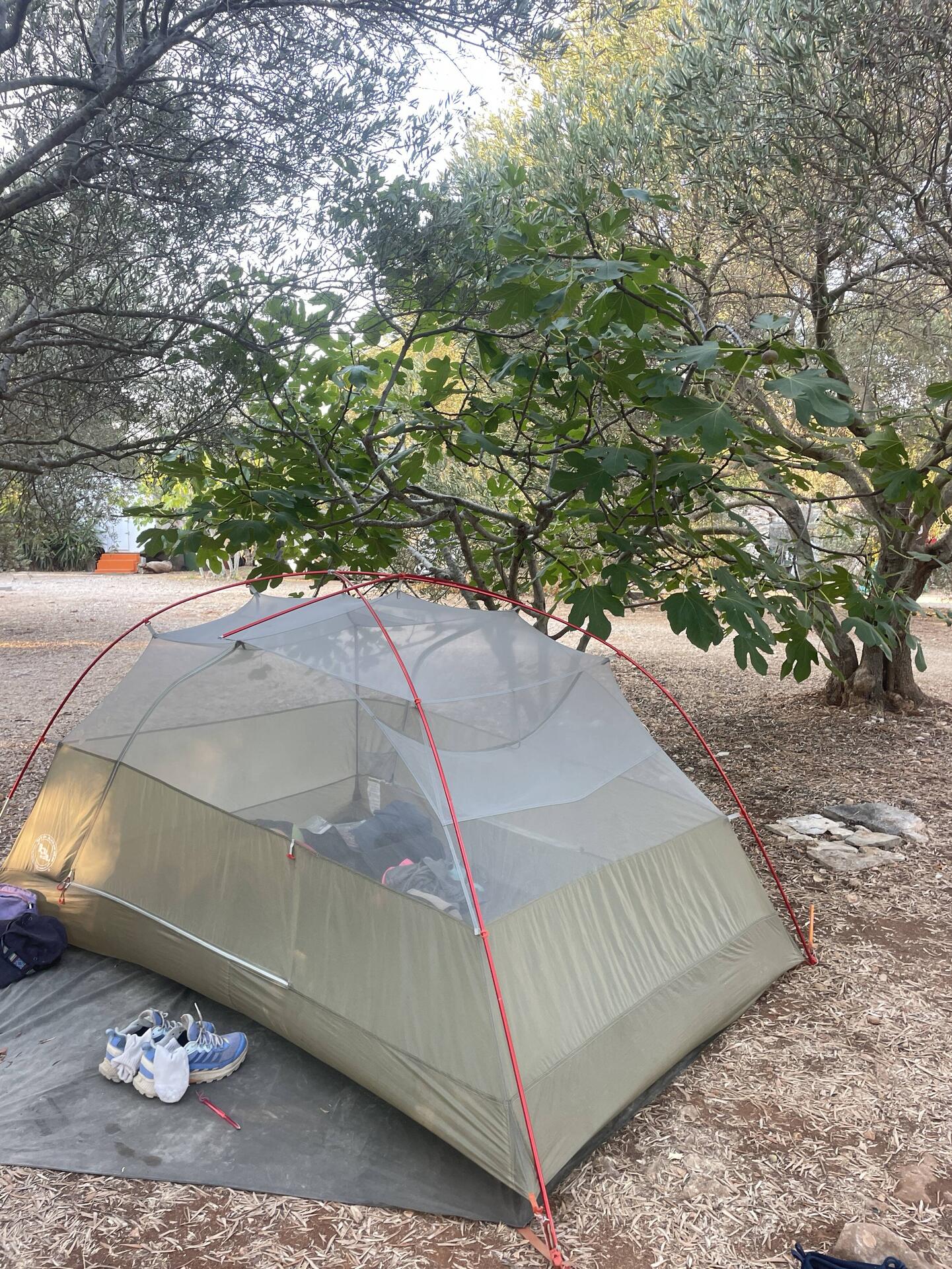 Under a fig tree