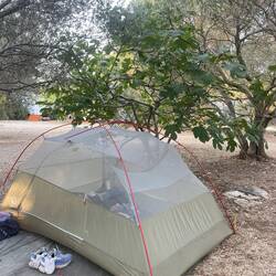 Under a fig tree