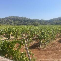 So many grapes