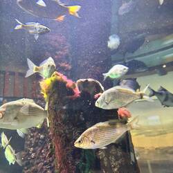 More fish