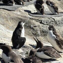Young Murre