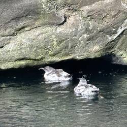 Can't remember the name of these birds
