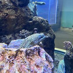 Eel