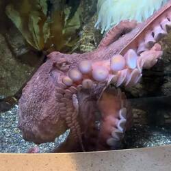We were about to leave, when Jill said we needed to see an octopus