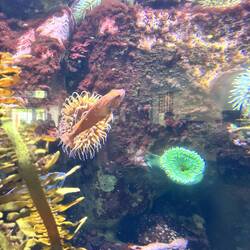 Anemoes and fish
