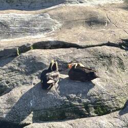 Tuffed Puffins