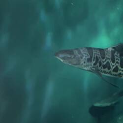 Shark