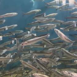 Sardines