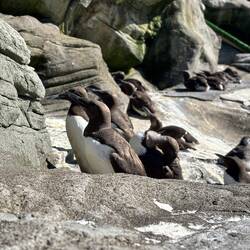 Murres at Oregon Marine Aquarium