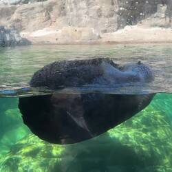 Sea Otter grooming