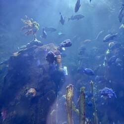 From the tunnel through the huge aquariums