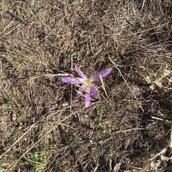 Little purple flowers along the path