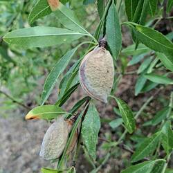 Des amandes ! Pleine saison ! Excellentes !