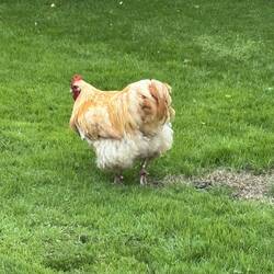 Nando the cockerel