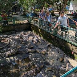 Yes, we were feeding crocodiles with a pole