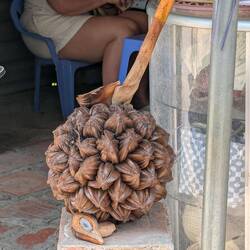 They call this water coconut, it's a kind of palm that grows in mangrove swamps.