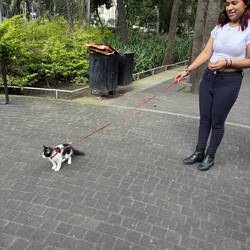The cat was quite well leash-trained.