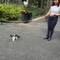 The cat was quite well leash-trained.