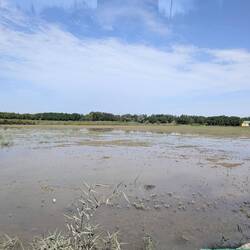 Kyzylkum desert - rice fields