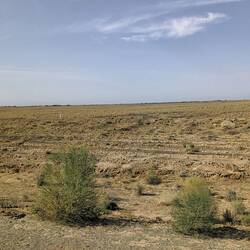 Kyzylkum desert
