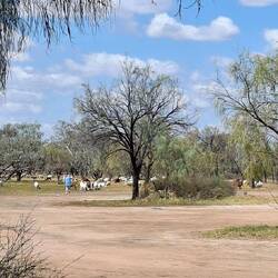 At the other end of campground. GOATS. lots of them. They are farmed in neighbouring properties.