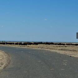 Moving cattle in Aramac. Sales on somewhere. A lot of cattle trucks.
