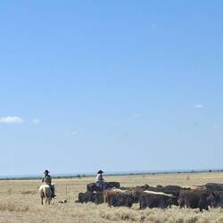 Moving cattle.