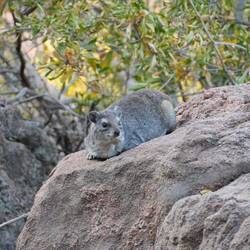 Hyrax