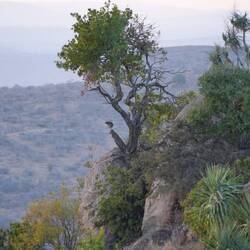 Hyrax admiring the sunrise