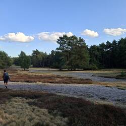 Die Misselhorner Heide