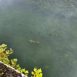 Fische gab es auch in dem See.