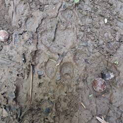 Jaguar was here!