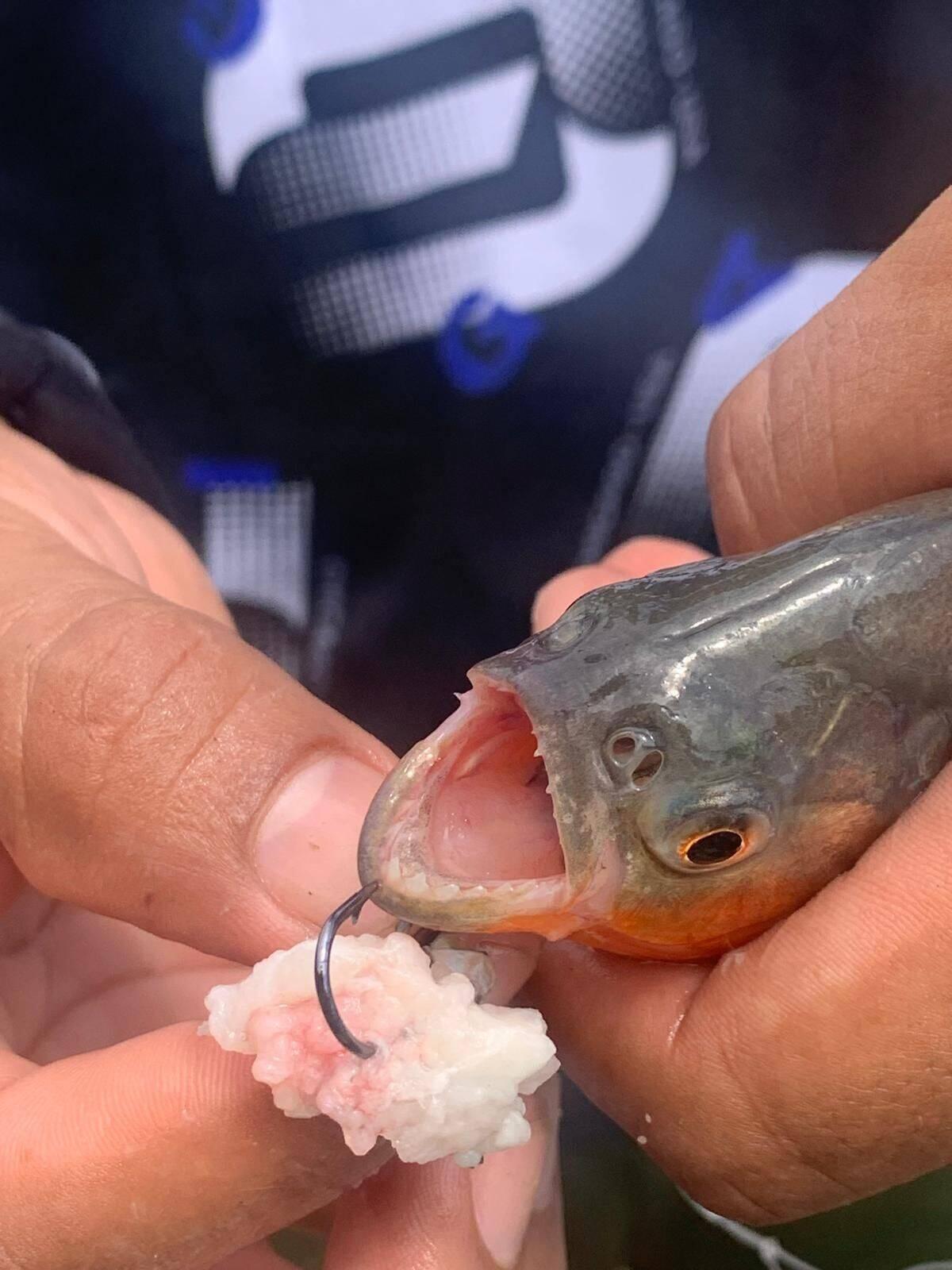 Zähnchen des gefährlichen roten Piranhas