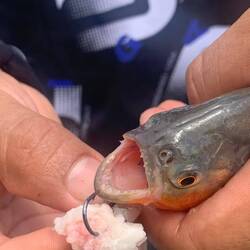 Zähnchen des gefährlichen roten Piranhas
