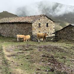Old stone buildings and cows
