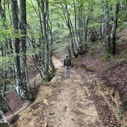 Birch forest frames our path