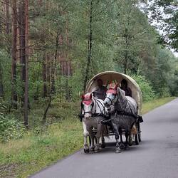Pferdewagen mit schlecht gelaunten Passagieren🐴