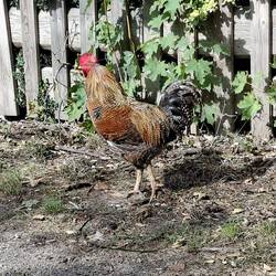 🐓