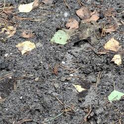 Suchbild mit 🐸