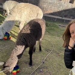 Noch mehr Lamas oder Alpacas in Cusco