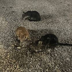 Very happy cats munching fish