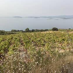 Grapes everywhere