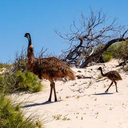 Emu mit Jungen ☺️