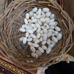 Raw materials - cocoon before the butterfly could hatch