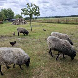Die letzten Heidschnucken 🐏🥰